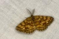 Ematurga atomaria