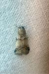 Acrobasis fallouella