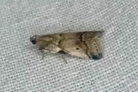 Acrobasis fallouella
