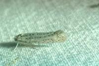 Yponomeuta evonymella