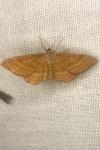 Idaea ochrata