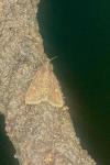 Mesapamea secalella/secalis