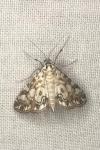 Elophila nymphaeata