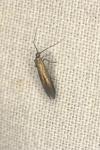 Coleophora deauratella