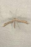 Emmelina monodactyla
