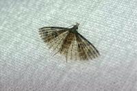 Alucita hexadactyla