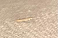 Coleophora