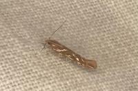 Pyroderces argyrogrammos