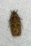 Agonopterix purpurea