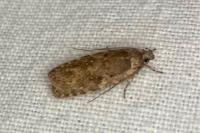 Agonopterix purpurea