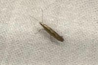 Plutella xylostella