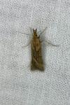 Synaphe punctalis
