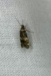 Oegoconia quadripuncta