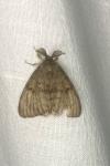 Lymantria dispar
