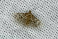 Alucita hexadactyla
