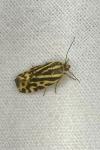 Emmelia trabealis