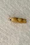 Eucosma conterminana