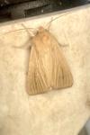 Mythimna pallens