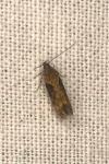 Scrobipalpa costella