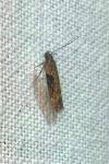 Scrobipalpa costella
