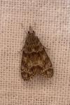 Eudonia mercurella