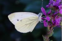 Pieris napi