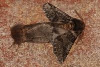 Thaumetopoea processionea