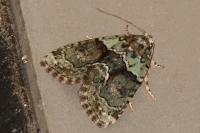 Cryphia algae