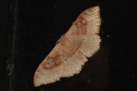 Idaea degeneraria
