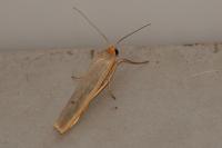 Manulea complana