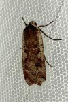 Noctua pronuba