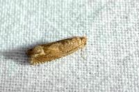 Pelochrista caecimaculana