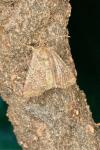 Mesapamea secalella/secalis