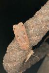 Noctua pronuba