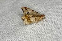 Macaria alternata