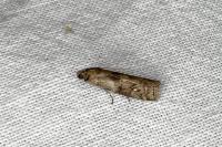 Acrobasis suavella