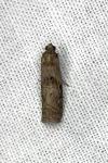 Acrobasis suavella