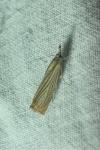 Chrysoteuchia culmella