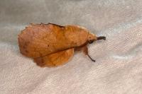 Gastropacha quercifolia