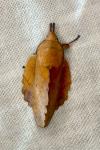 Gastropacha quercifolia