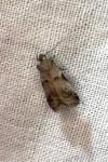 Acrobasis consociella