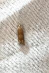 Eucosma conterminana