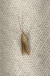 Coleophora