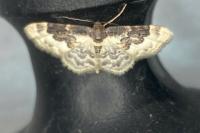 Idaea rusticata