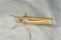 Ancylolomia tentaculella