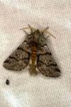 Thaumetopoea pityocampa