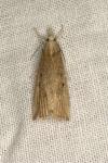 Calamotropha paludella