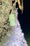 Acleris literana