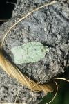 Acleris literana