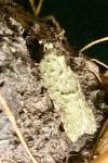 Acleris literana